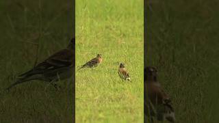 アトリたちの集い Brambling 奄美の野鳥 アトリ Brambling 奄美大島 birder 草原 nature [upl. by Spenser75]