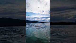 Humpback Whale Sighting  Juneau Alaska [upl. by Suivatnom59]