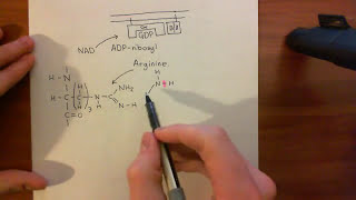 Cholera Toxin and Pertussis Toxin Part 6 [upl. by Ribal]