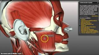 Muscles of Mastication [upl. by Kcirad]