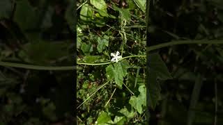 Flower of Trichosanthes cucumerina [upl. by Yeslah]