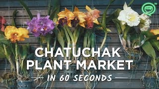 Chatuchak Plant Market In 60 Seconds  Coconuts TV [upl. by Amjan491]