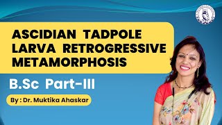 Acidian tadpole larva reterogressive metamorphosis Bsc3rd yr Dr Muktika Ahaskar [upl. by Messing]