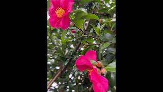 My new Camellia flowers 🌺 shortscamelliaflowers [upl. by Rebme]