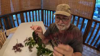 Wild Edible WV Plants Quest to get on the Alone show [upl. by Calise]