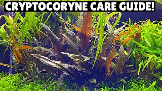 Cryptocoryne Care Guide  Best Low Tech Plant [upl. by Alwyn347]