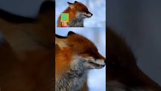 Wild Animals  Foxes brainybugs childrenscuriosity educationalvideos animals learnseasons [upl. by Nnoved]