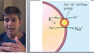 Resting Membrane Potential [upl. by Vanhomrigh]