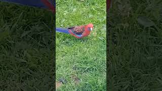 Rosellas [upl. by Deehsar]