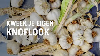 Knoflook kweken en oogsten  DIY video  Pokon Groen doet je goed [upl. by Euqinimod]