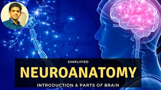 NEUROANATOMY INTRODUCTION  SIMPLIFIED  BASICS [upl. by Eerdua]