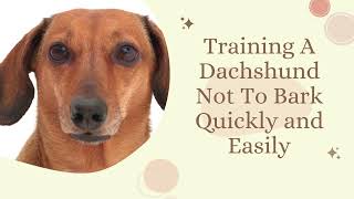 Training A Dachshund Not To Bark Quickly and Easily [upl. by Twila]