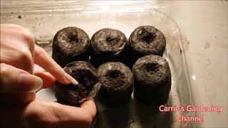 how to grow asarian vine from seed how to grow trailing snapdragons from seed climbing snapdragon [upl. by Ettedranreb284]