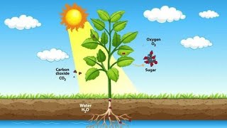 process of photosynthesis Biologyphotosynthesisbiology [upl. by Abehsile]