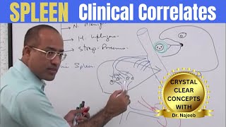 Spleen  Clinical Correlates👨‍⚕️ [upl. by Donald86]