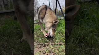 Волки wolf nature animals wolfhound wildlife czechoslovakianwolfdog волки животные [upl. by Adnolat]