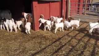 Arnolds Time Well Spent Boer Goats [upl. by Farrell628]