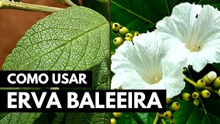 ERVA BALEEIRA PARA QUE SERVE COMO USAR E BENEFÍCIOS 013 [upl. by Hirai701]