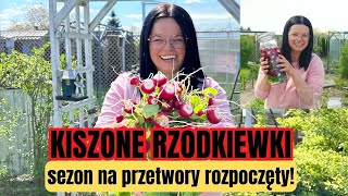 KISZONE RZODKIEWKI KASIA IN PRZETWORY [upl. by Schott6]