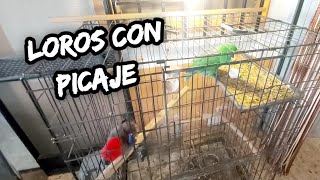 loros con picaje seguimiento tratamiento [upl. by Kalindi]