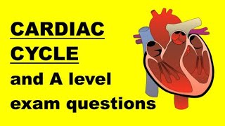 CARDIAC CYCLE and ELECTROCARDIOGRAM ECG TRACES [upl. by Trueman]