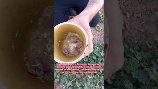 DIY Natural Bug Spray for Plants  Garden  creative explained shorts [upl. by Ayouqes]