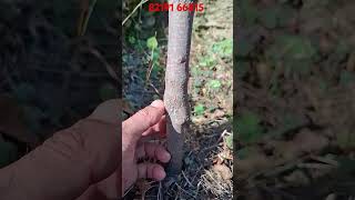 One year persimmon plant growth farming organicsoil fruit persimmon agriculture soil [upl. by Bender]