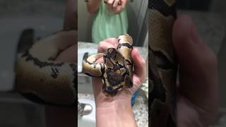 Het pied axanthic ball python [upl. by Samid]