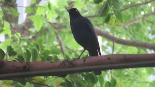 Taiwan Whistling Thrush Myophonus insularis  Quinshan Park Taipei Taiwan [upl. by Carolee88]