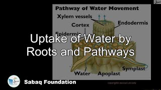 Animation 103 Absorption of water in plants [upl. by Housen79]