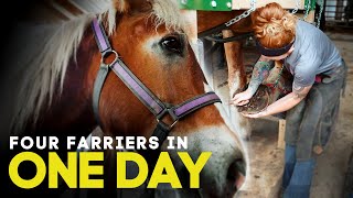 Four Farriers in One Day  Horse Shelter Heroes S3E14 [upl. by Fitzsimmons]