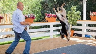 Home amp Family  Extreme Dog Tricks with Omar Von Muller amp Jumpy the Dog [upl. by Goldshell]