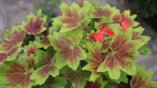 Cuidados del Pelargonium Vancouver Centennial  pelargonium Stellar  geranio  malbon [upl. by Wershba777]