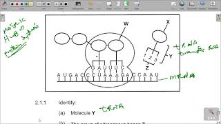 LIFE SCIENCES GRADE 12 PAPER 1 PAST WORKED QUESTIONS [upl. by Larimer261]