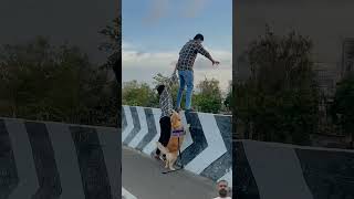 Golden Retriever shorts shortvideotrending funny petsshort tiktok goldenretrieverviralvideo [upl. by Ylrebmit419]