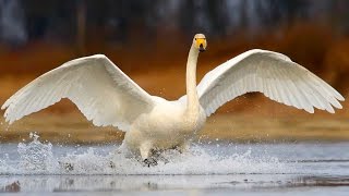 Whooper Swan Flock of birds in summer [upl. by Aynosal]