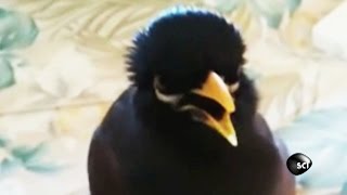 quotIm a Chickenquot Says This Talking Mynah Bird [upl. by Airitak]