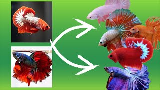 Betta Fish Cross Breeding Tail Types With Results [upl. by Lirva]