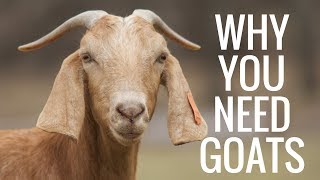 Why Goats Are The Best Homestead Animal [upl. by Eimmaj]