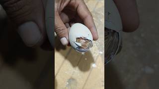 Adorable chick hatching 🐣🐣🐥🐣 [upl. by Eiclek]