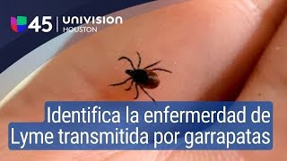 Aprende a identificar los síntomas de la enfermedad de Lyme transmitida por las garrapatas [upl. by Rina792]