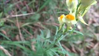 Toadflax Linaria vulgaris  20130724 [upl. by Phoebe741]