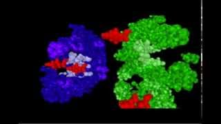 DNA RNA and Protein synthesismp4 [upl. by Aimil]