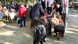 Pferde verladen nach dem  ZUIDLAREN Paardenmarkt in Holland NL 17102023 [upl. by Nino650]