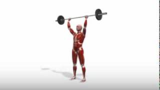 Exercise Videos Standing Barbell Overhead Press [upl. by Cleveland]