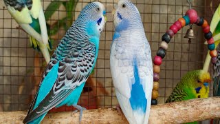 12 Hour Bird Watching of Parakeet Budgies Birds Observe Nature Birds Reduce Stress [upl. by Noyerb]