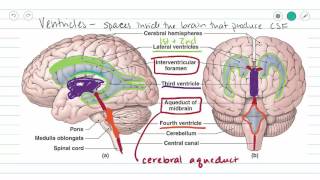 Ventricles of the Brain and CSF [upl. by Eellac]