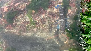 Baby Lobster Abereiddi Bay [upl. by Ibrik]