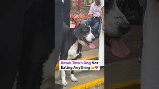 Ratan tata dog not eating anything 😭 subscribe [upl. by Akihc]