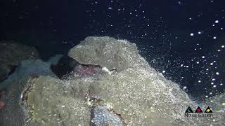 Coral Spawning  Partial Video footage credit to NOAAFGBNMSHICKERSON [upl. by Ecarret590]